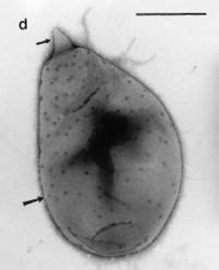 planctomyces are similar to eukaryotes